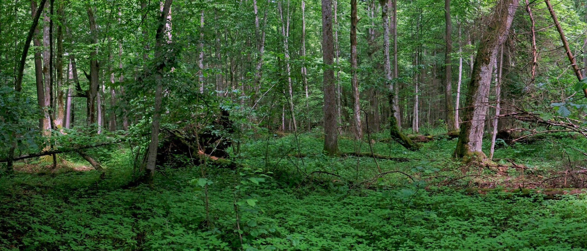 Foraging Guide: Ground Elder | Outdoor Larder | Elitemalls UK