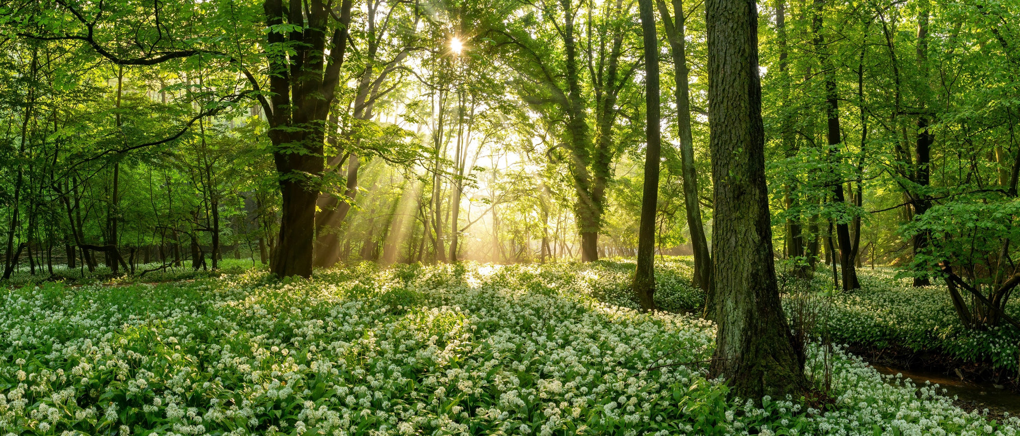 Foraging Guide: Wild Garlic | Outdoor Larder | Elitemalls UK