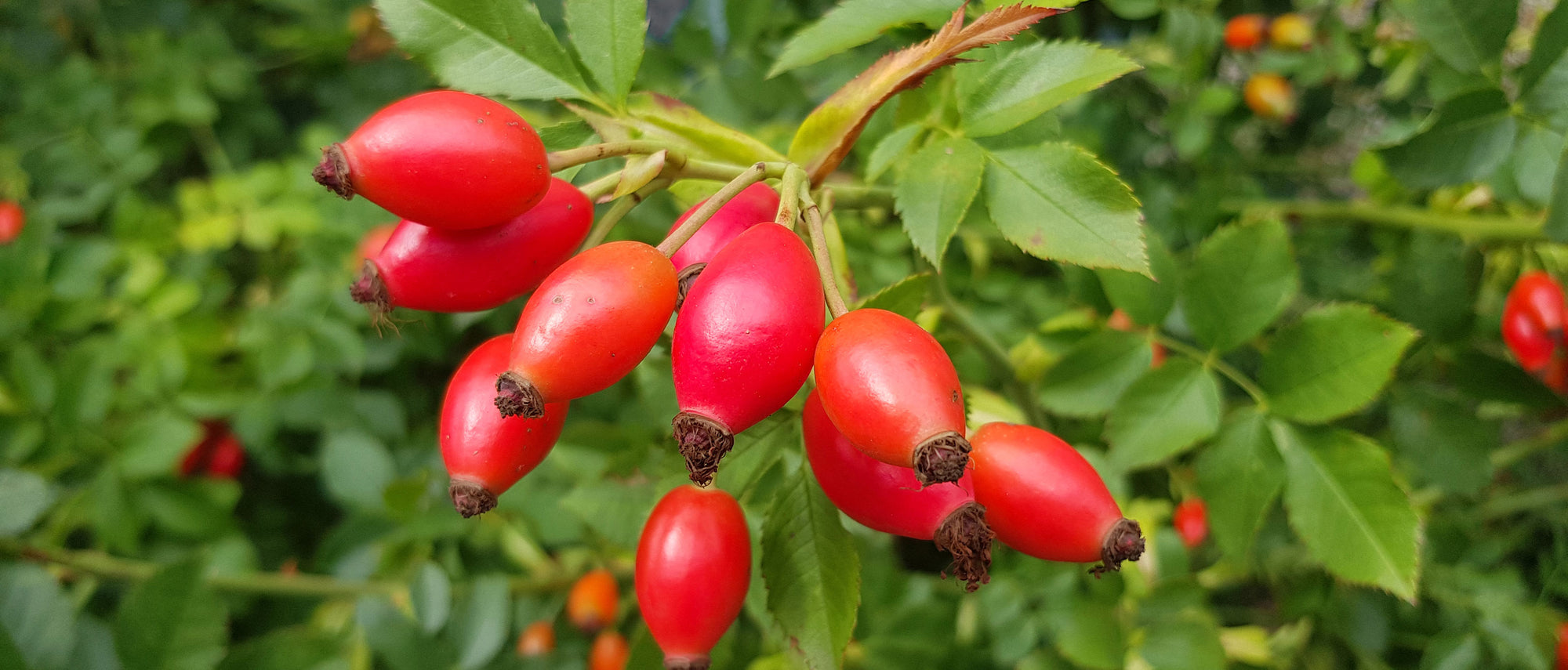 Foraging Guide: Rosehips | Outdoor Larder | Elitemalls UK