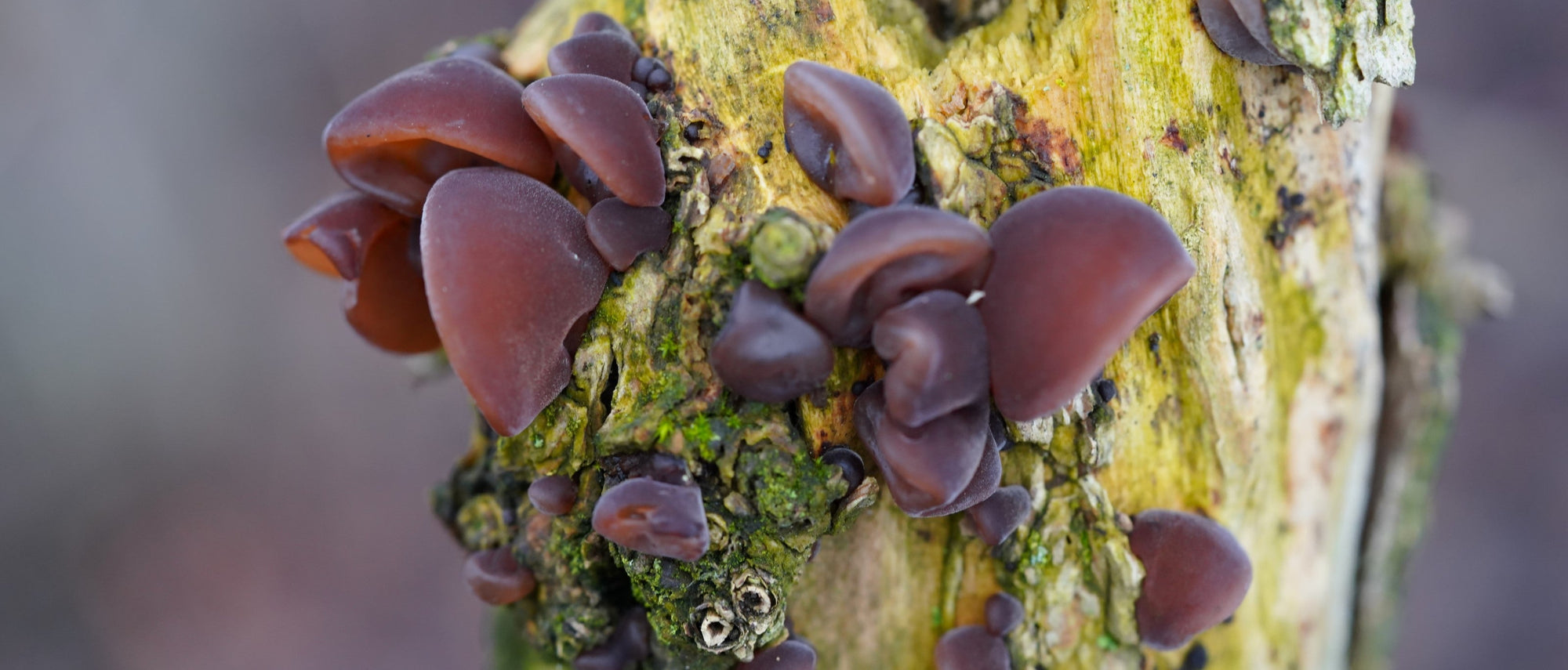 Foraging Guide: Jelly Ear Fungus | Outdoor Larder | Elitemalls UK