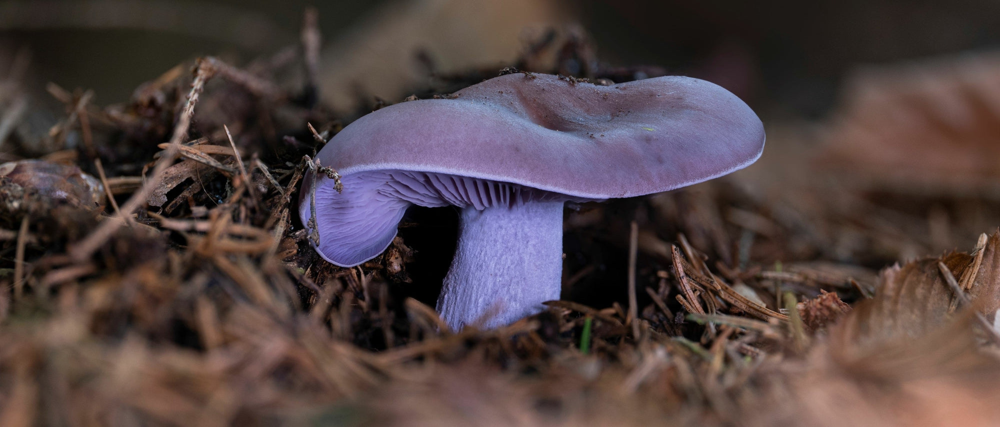 Foraging Guide: Wood Blewit Mushroom | Outdoor Larder | Elitemalls UK