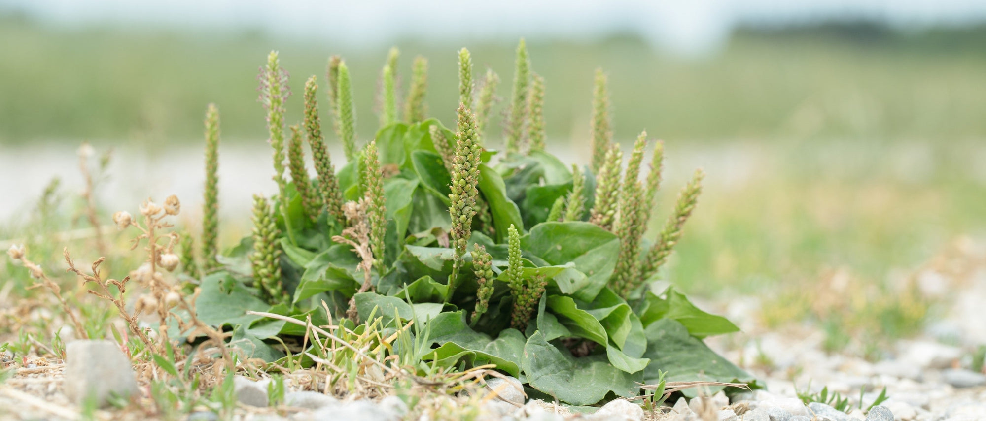 Foraging Guide: Broadleaf Plantain | Outdoor Larder | Elitemalls UK