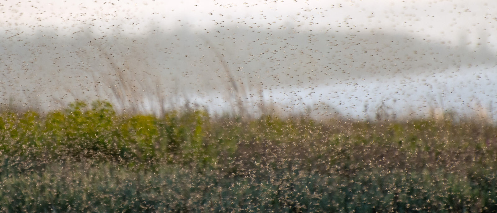 Wee Beasties: Managing Scotland’s Ticks, Midges and More | Camp Notes | Elitemalls UK