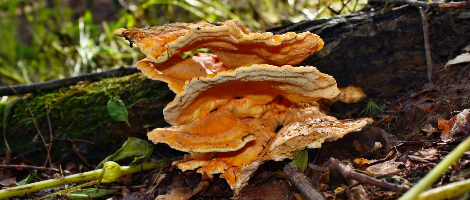 Foraging Guide: Chicken of the Woods | Outdoor Larder | Elitemalls UK