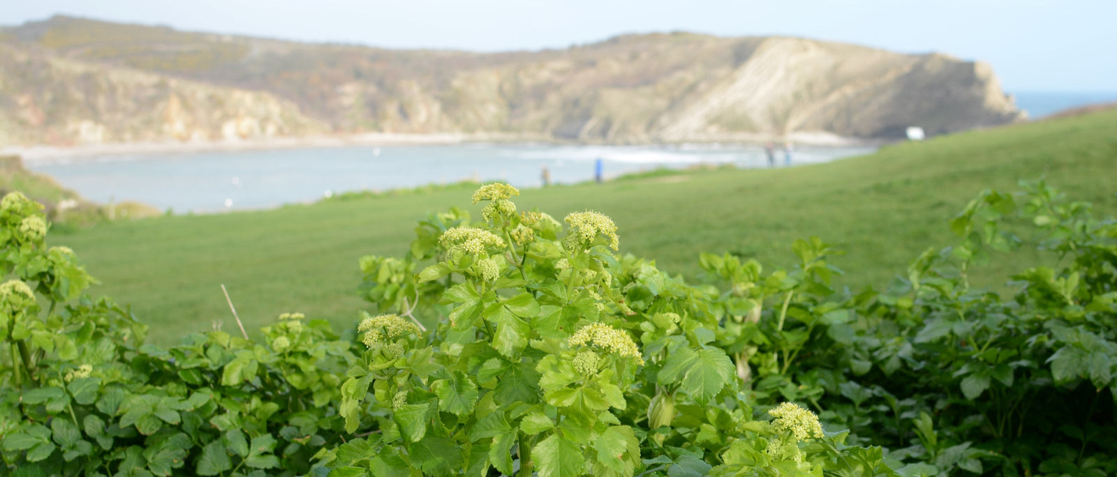 Foraging Guide: Alexanders | Outdoor Larder | Elitemalls UK