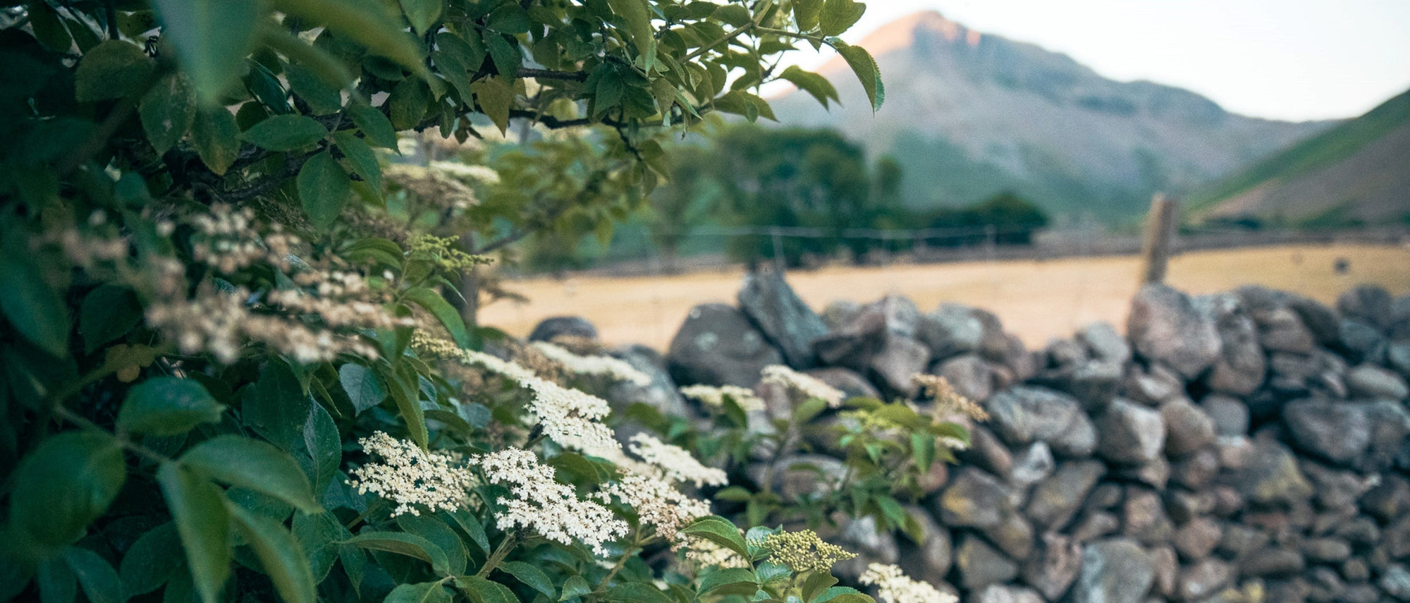 Foraging Guide: Elderflower | Outdoor Larder | Elitemalls UK