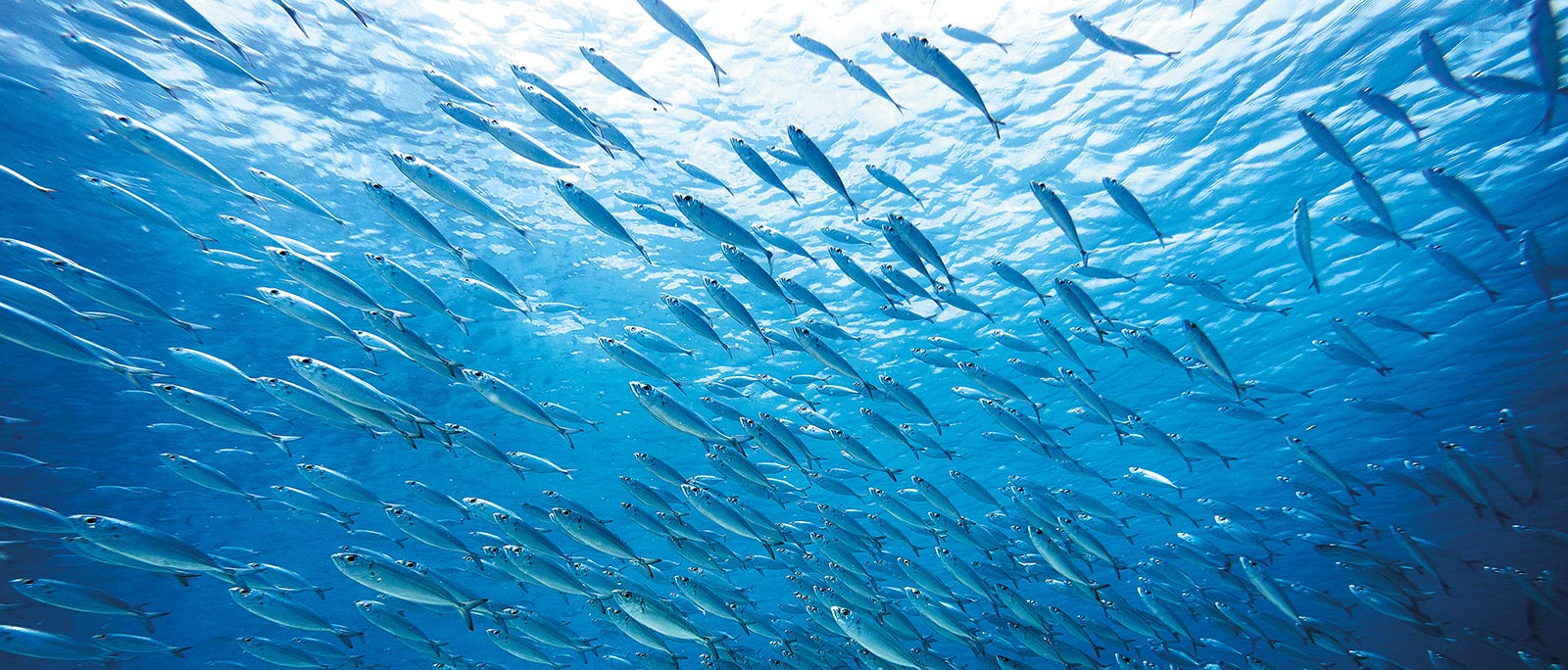 Making Waves | Inspirational Ocean Films | Movers | Elitemalls UK