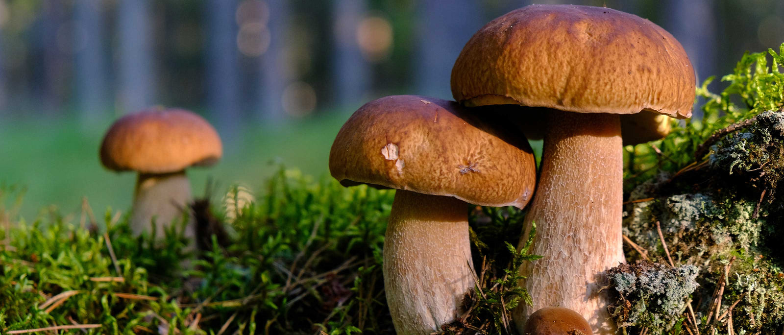 Foraging Guide: Porcini Mushroom | Outdoor Larder | Elitemalls UK